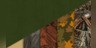 theHunter: Call of the Wild™ - Layton Lake Cosmetic Pack