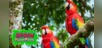 Colorful Birds