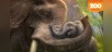 Zoo Tycoon