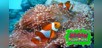 Underwater Photography