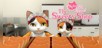 Japanese NEKOSAMA Escape The Sweets Shop