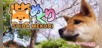 Pixel Game Maker Series Shiba Mekuri
