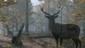 Pro Deer Hunting 2