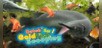 Catch 'Em! Goldfish Scooping