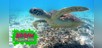 Okinawa - Paradise in Japan -
