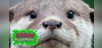 Close up Animals
