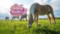 My Riding Stables 2: A New Adventure